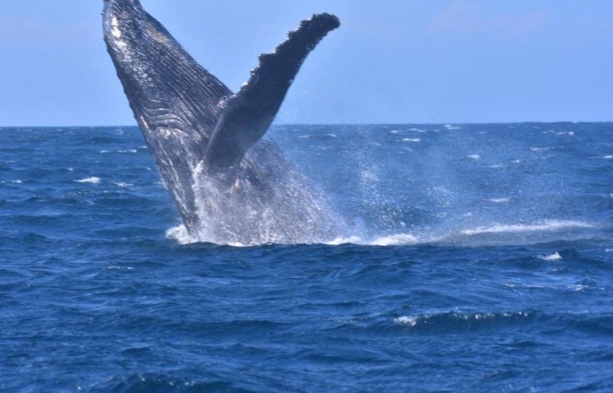 Whale Watching In Pennington KZN
