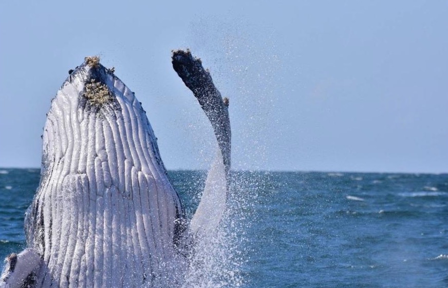 Whale Watching In Pennington Kwa-Zulu Natal, South Coast